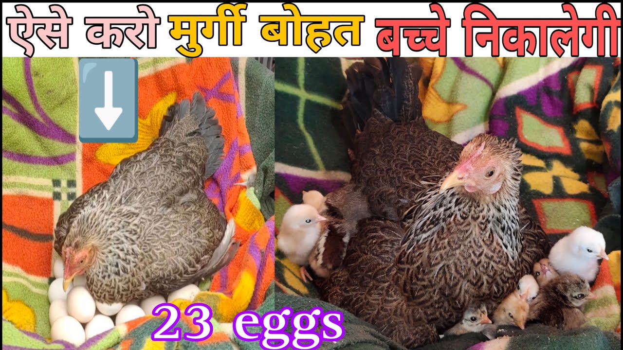 murgi ke bacche | अंडे मे से murgi ke bacche कैसे निकाले | murgi ko ando par baithne ka tarika