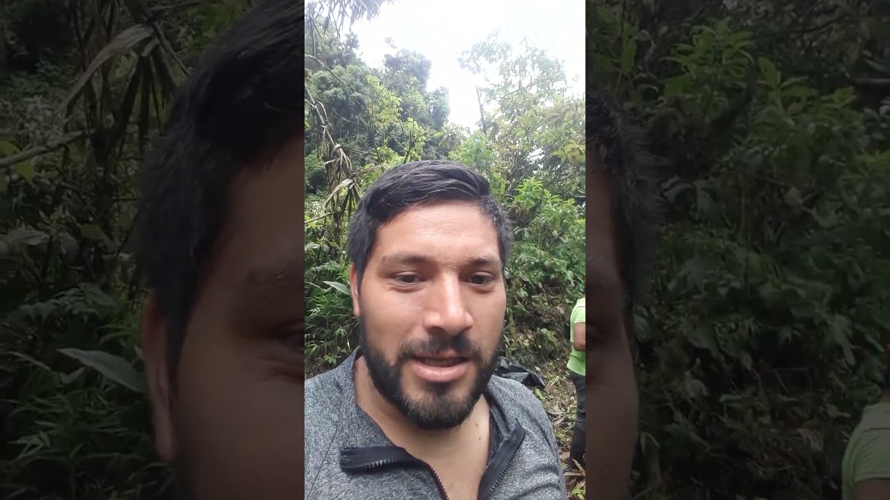Botando engrose en la Naranjilla