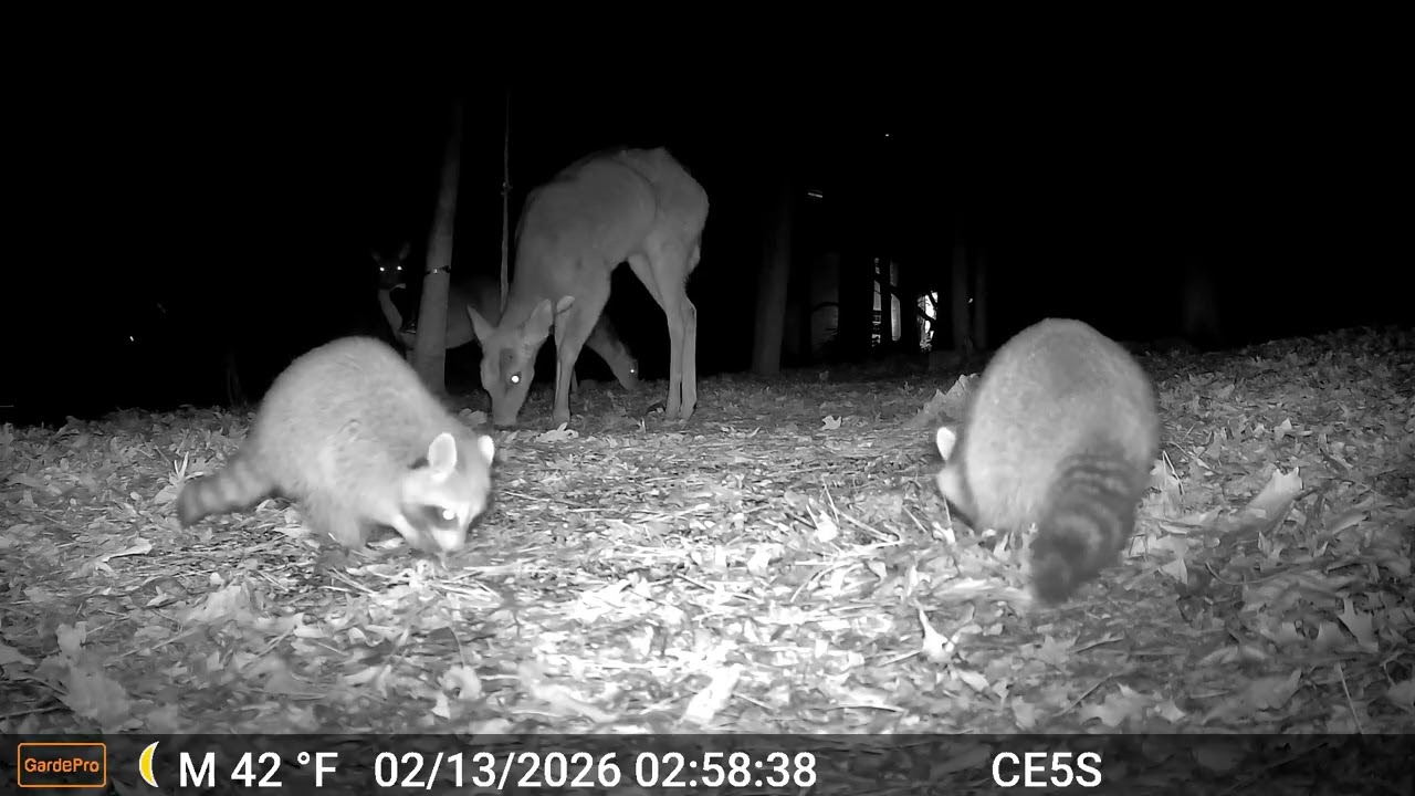 Cain cam 260213 E5S