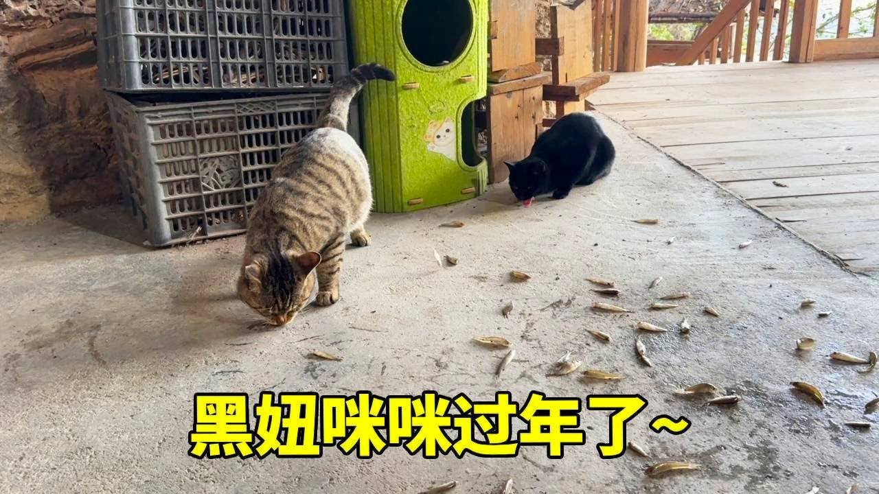 抓鱼啦，收获不少小杂鱼，怎么做都下酒~带回来给胖咪黑妞吃，饱餐一顿过年的待遇~