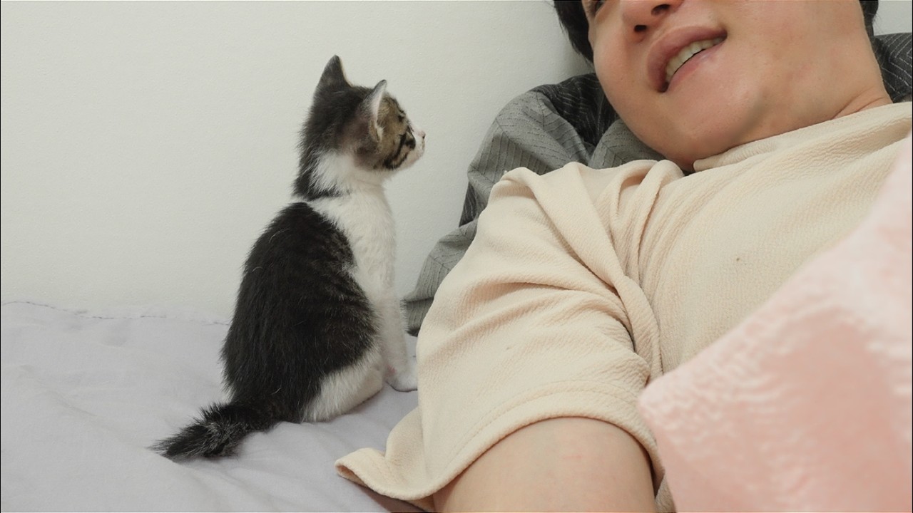 A Rescued Kitten Comes to Me and Says Every Night, 