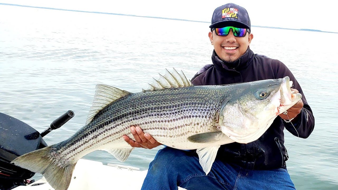 FISH FINDER RIG/El Mejor Aparejo Para Pesca De Stripers/ Otros Peces Grandes