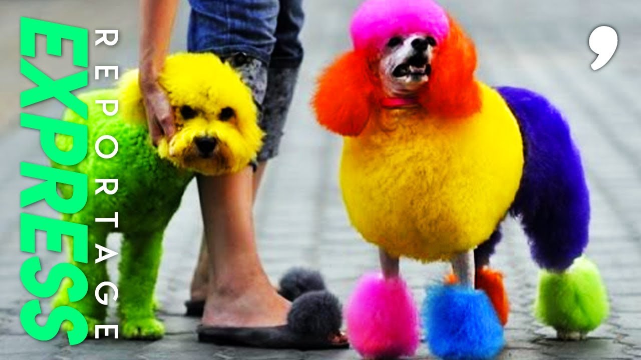 Chiens et chats, des teintures au poil !