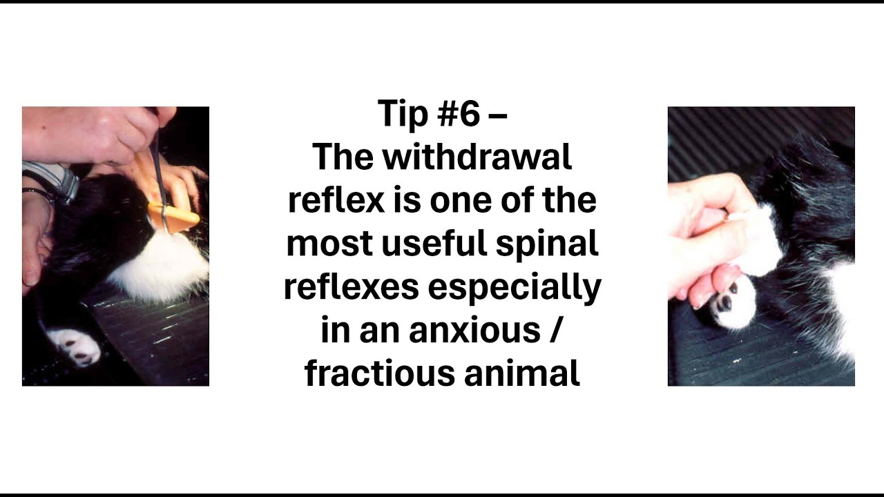 Top tips for Neuro Exam 5 - using spinal reflexes