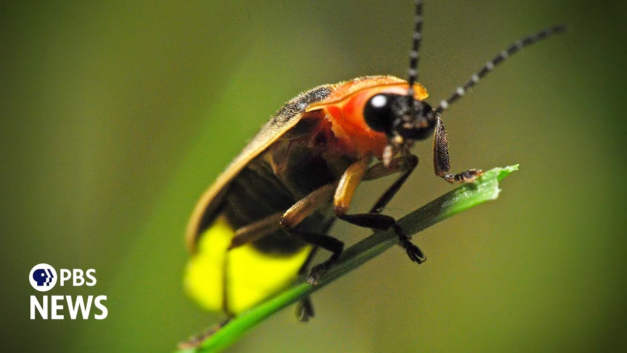 WATCH: Are fireflies going extinct? Not exactly