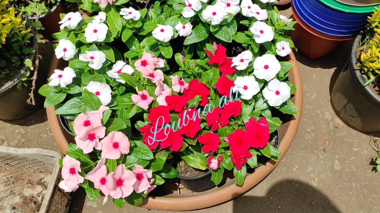 ورود طبيعية مختلفة الألوان🌹🌻🌷💐