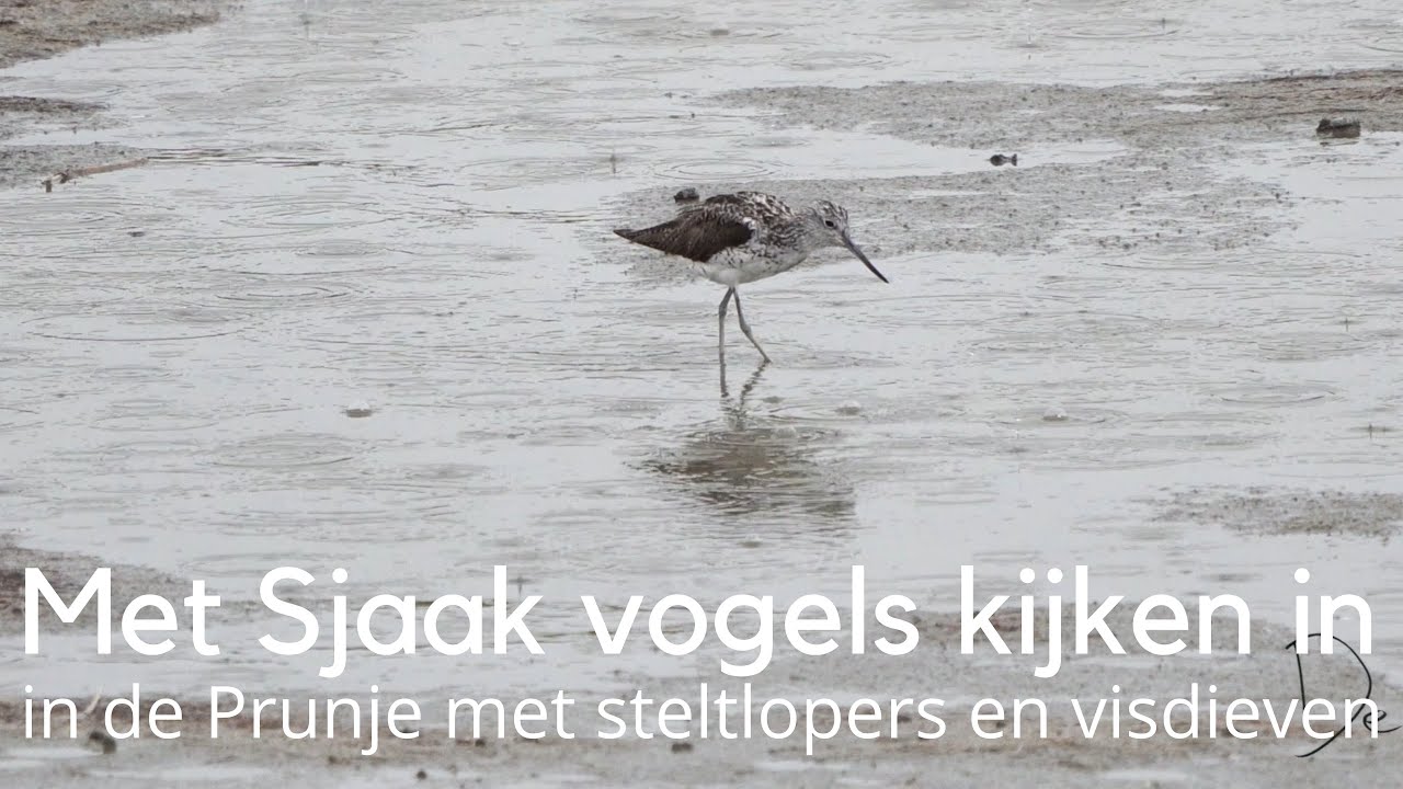 Met Sjaak vogels kijken in de Prunje met o.a. groenpootruiter en bonte strandloper #1600