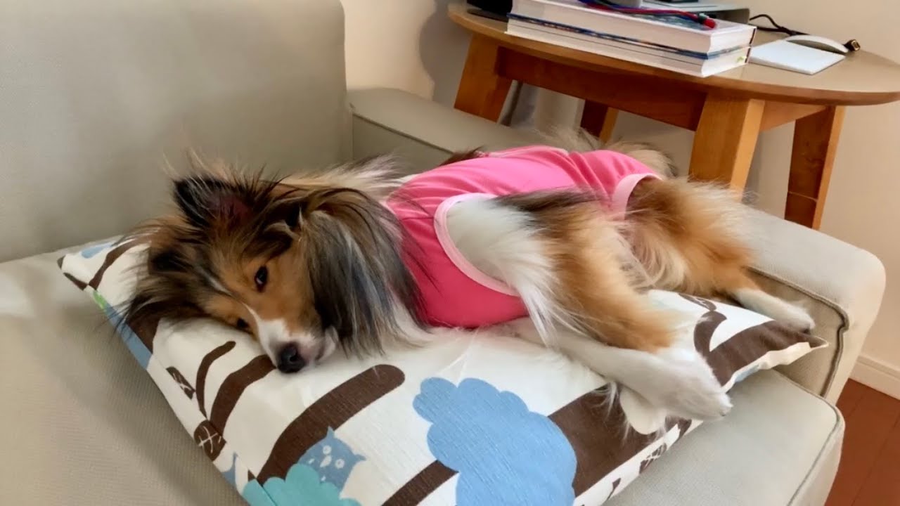 避妊手術から抜糸まで一週間の様子 Going through spaying and recovering from the operation