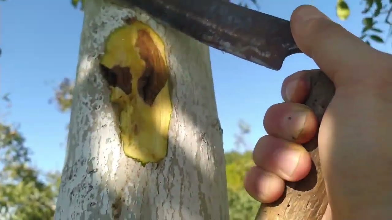 CEVİZ AGAÇLARINDA  BU HASTALIĞA AMAN DİKKAT BÜTÜN AĞAÇLAR KURUR Phytophthora