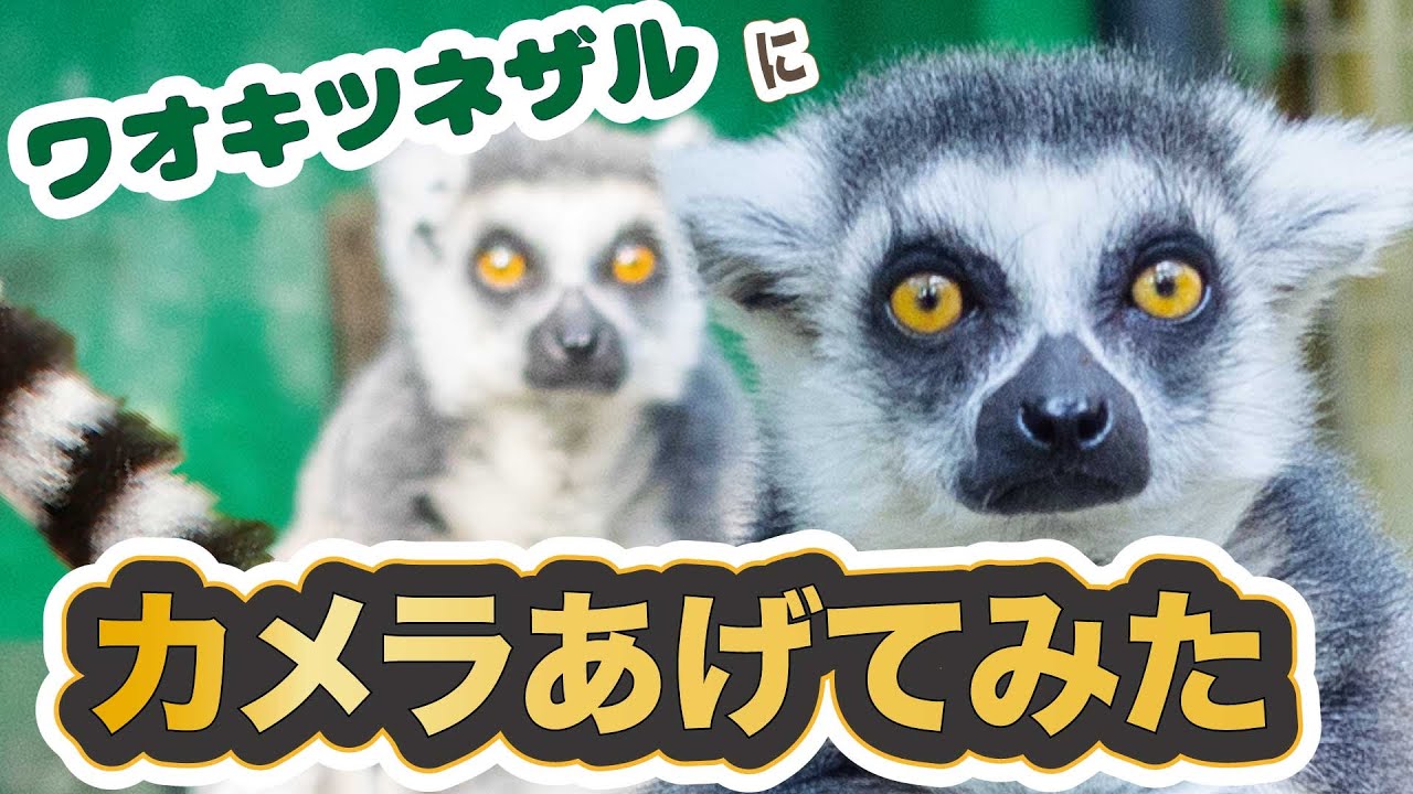 衝撃の展開！ワオキツネザルにカメラあげてみた【千葉市動物公園公式】