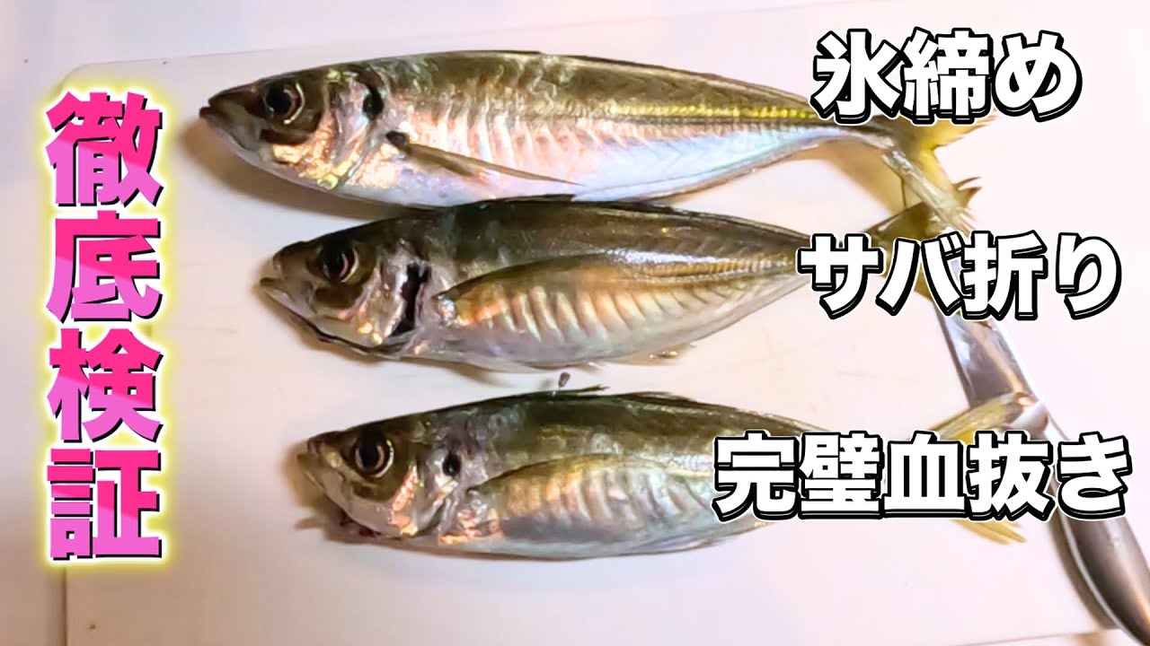 【検証】アジの持ち帰り方で味が変わる！？3匹で徹底検証！驚きの結果を公開！