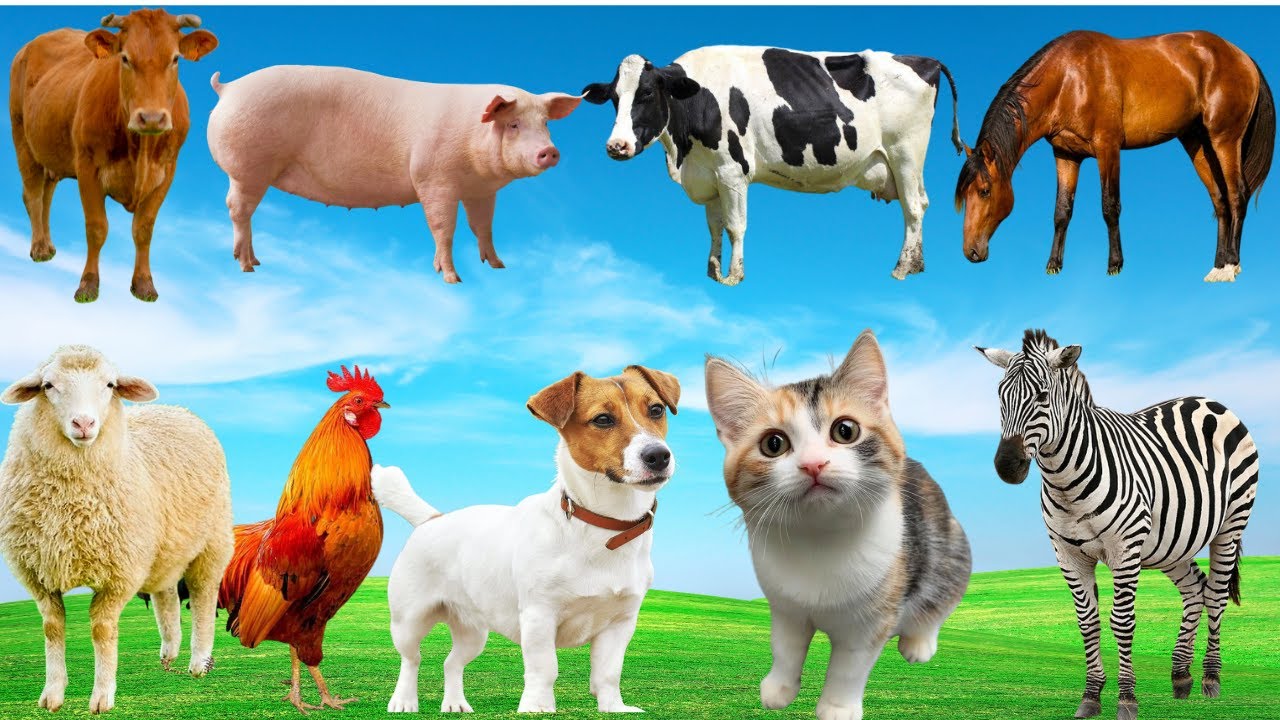 🌿Khi Gà, Bò, Chó & Mèo Cùng Gọi Vang – Đồng Quê Rộn Ràng Âm Thanh Muôn Loài | Animals 🐮🐔🐶🐱