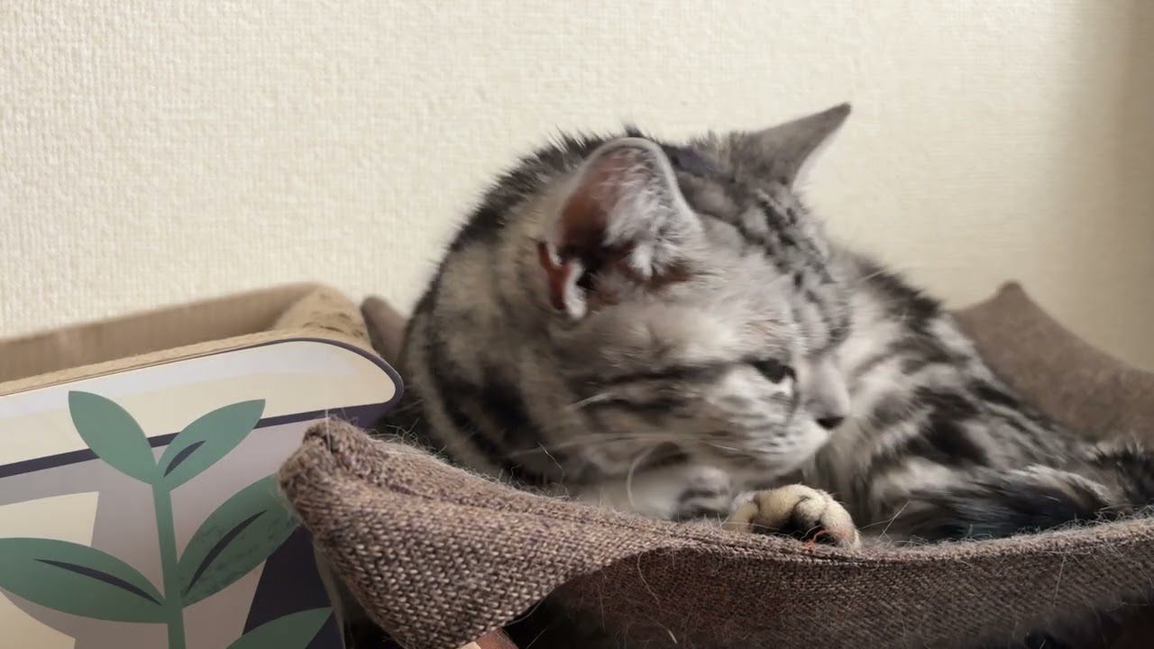 スヤスヤスヤヤーって寝ちゃう猫のクレアさん
