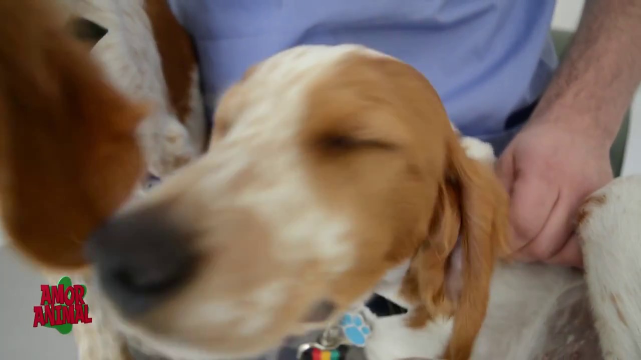 INTOXICACI&Oacute;N DE ANIMALES DOM&Eacute;STICOS