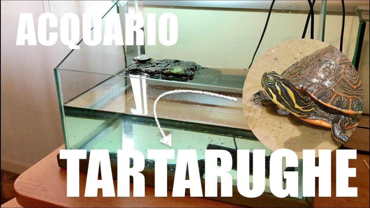 Come FARE l'Acquario delle TARTARUGHE d'Acqua Dolce? Allestimento Acquario