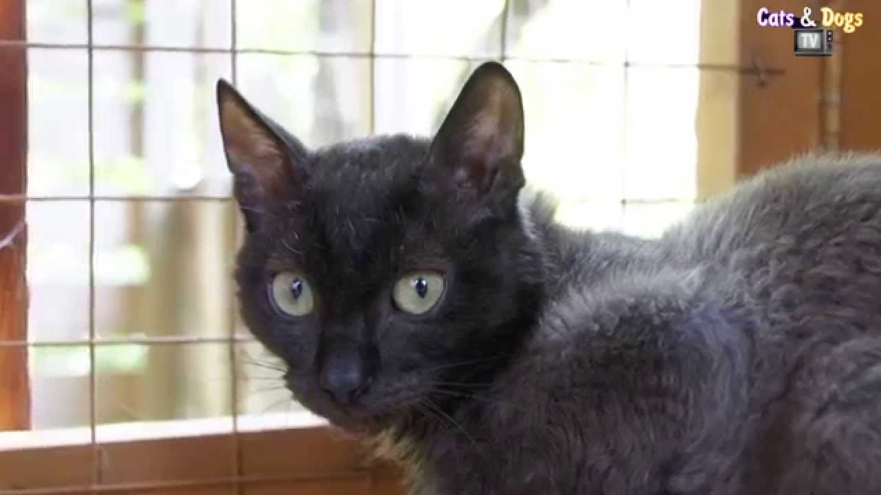 Cats&DogsTV- УДИВИТЕЛЬНЫЙ МИР КОШЕК - УРАЛЬСКИЙ РЕКС / URAL REX CAT, RARE BREED