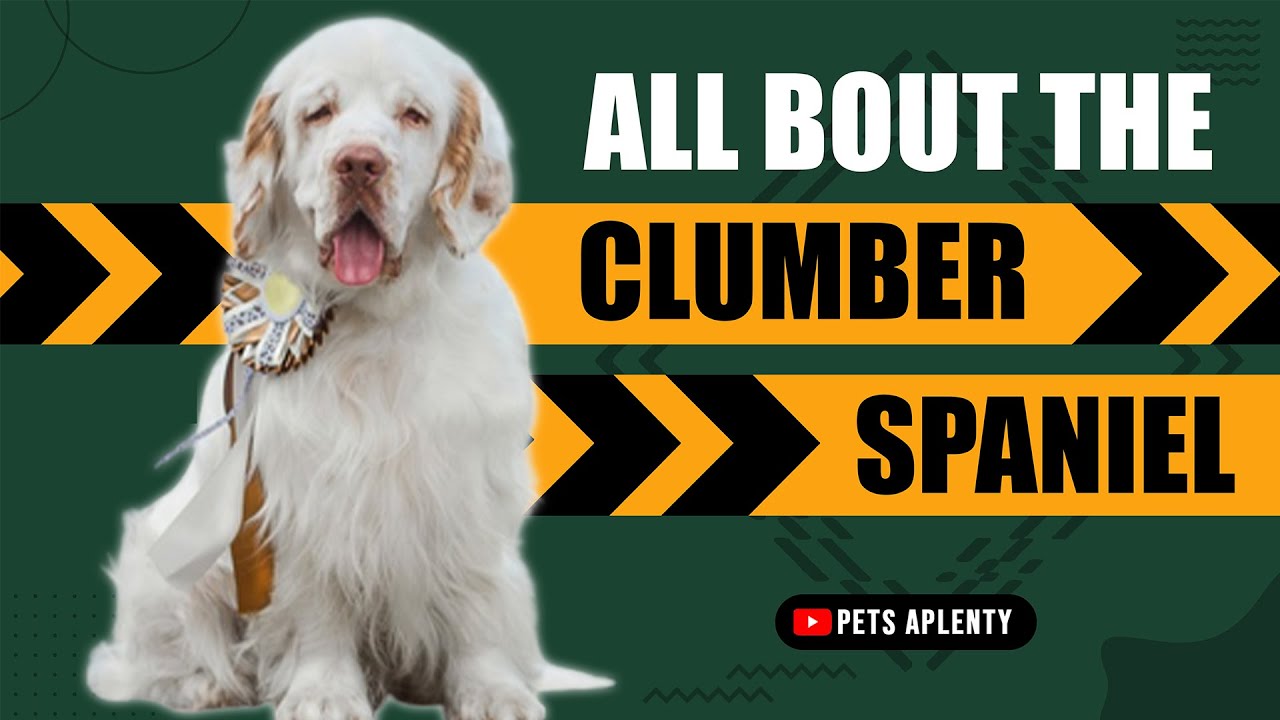 Clumber Spaniel Facts - Amazing Facts