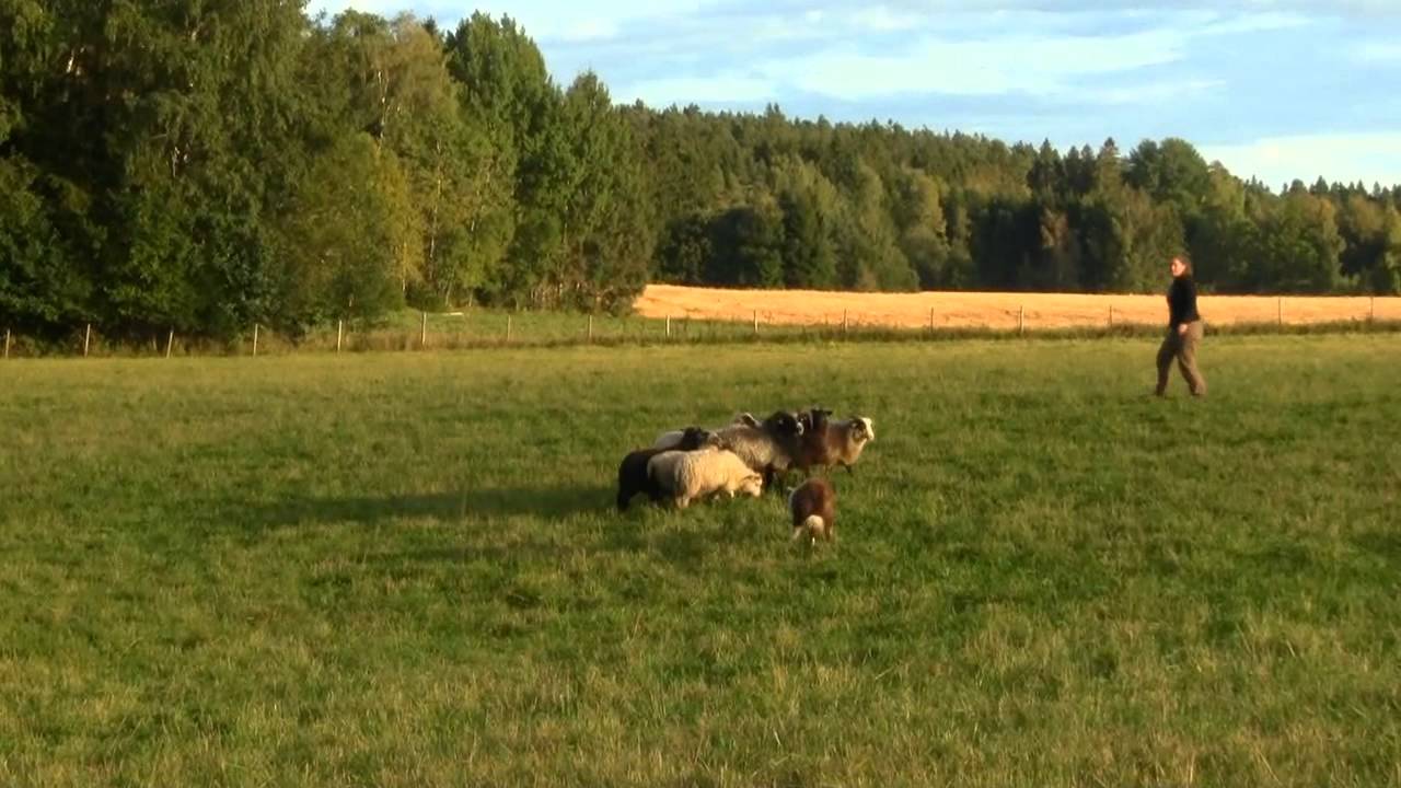 Kiter herding