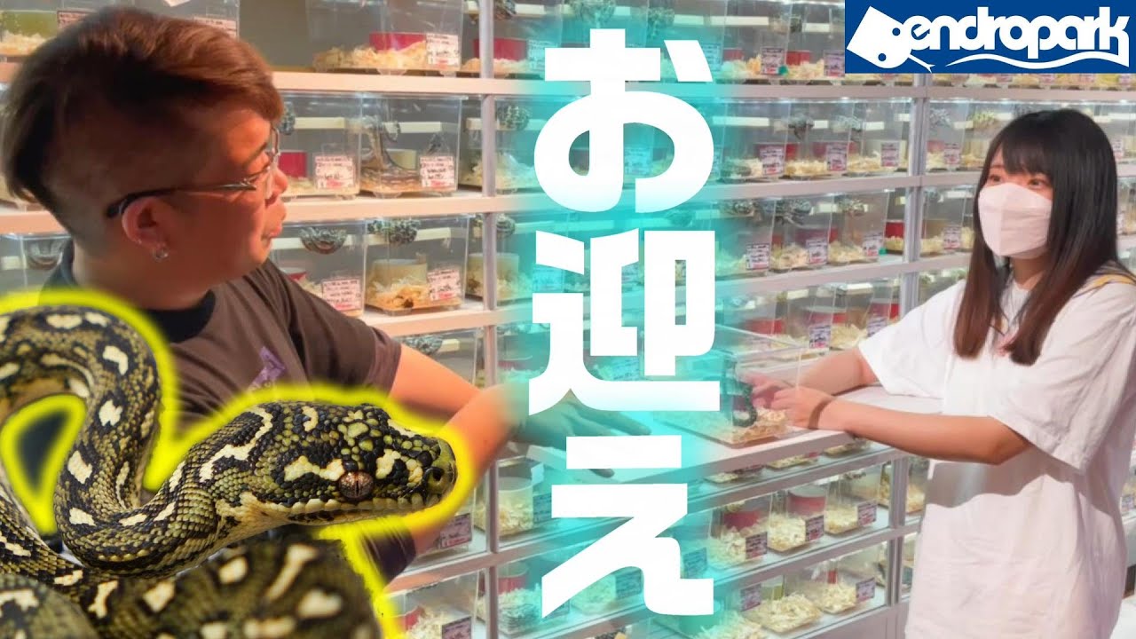 ダイヤモンドパイソン 飼育の不安＆疑問を解決してもらって受け取ってきた！ デンドロパーク名古屋本店  爬虫類 ショップ カーペットパイソン