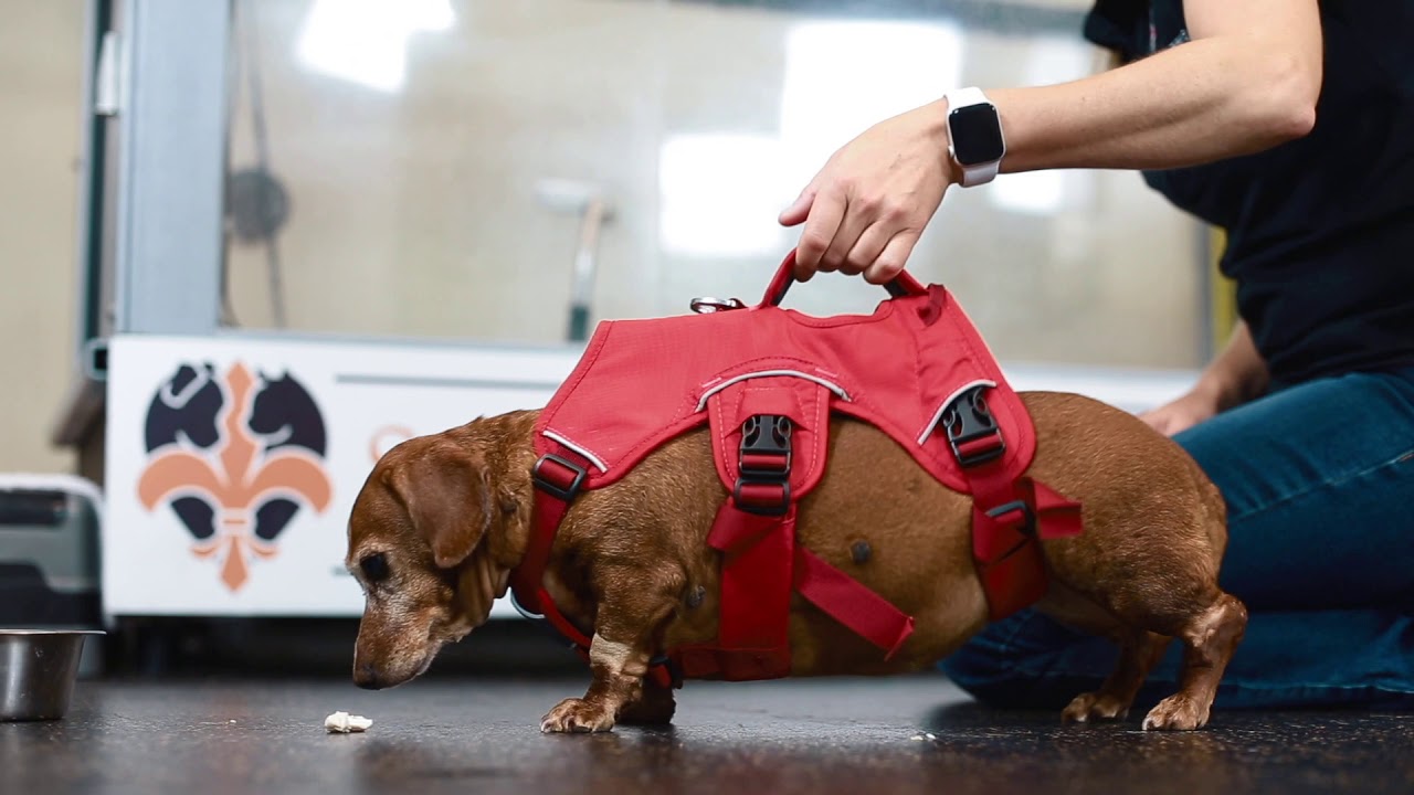 Lily's Recovery from Cervical Disc Herniation