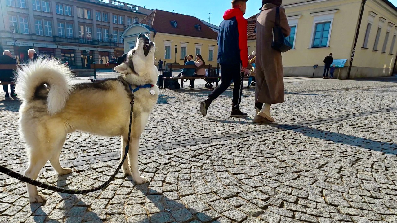 🎧 Dźwięki dnia - Białystok z psem husky