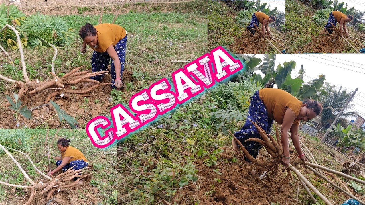 सिमल तरुल | SIMAL TARUL | CASSAVA