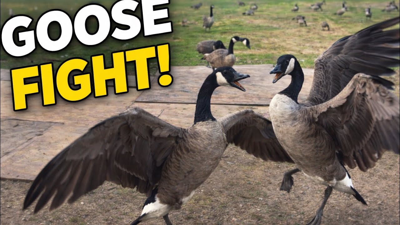 Goose Fight! 60+ Geese Evening Gathering 🪿