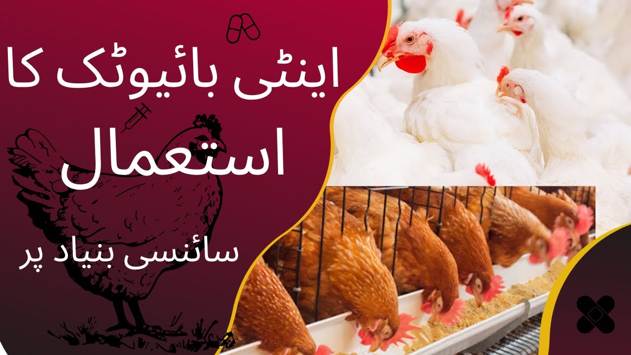 What is antibiotic || Antibiotic Family ( Poultry ) || Dr Imran Wazir