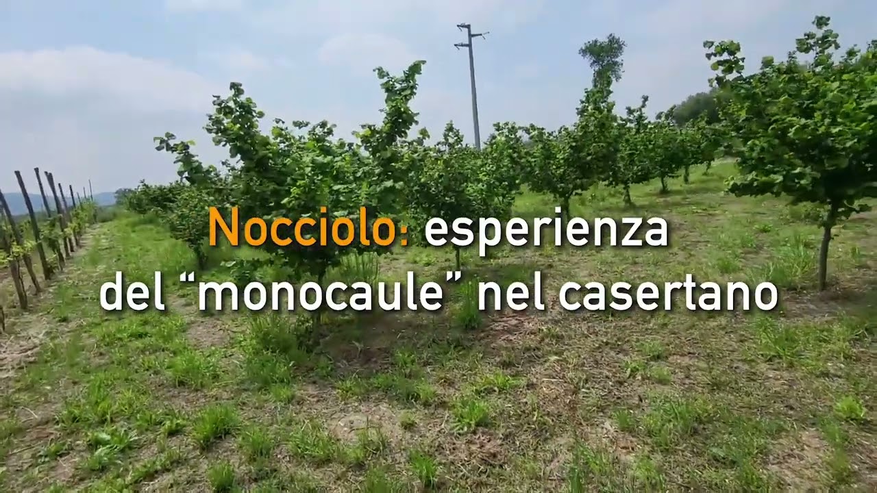 NOCCIOLO: ESPERIENZE DEL MONOCAULE NEL CASERTANO