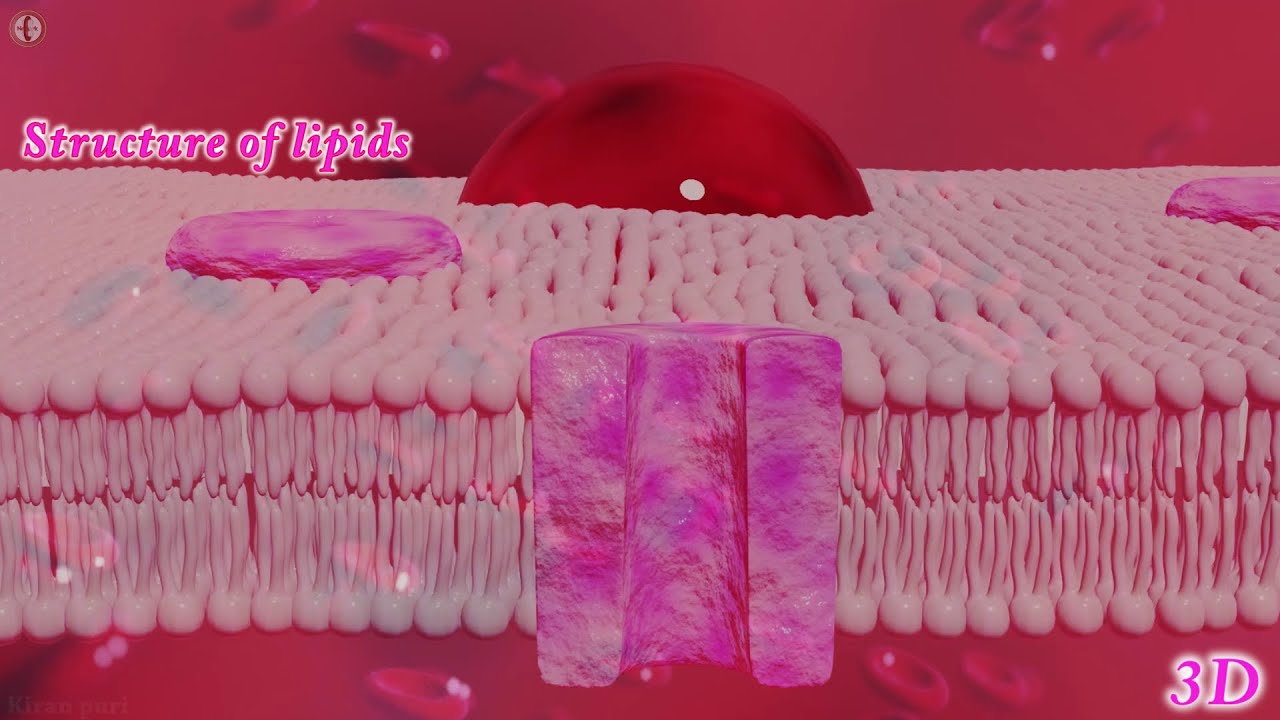 3D Animation: Lipids