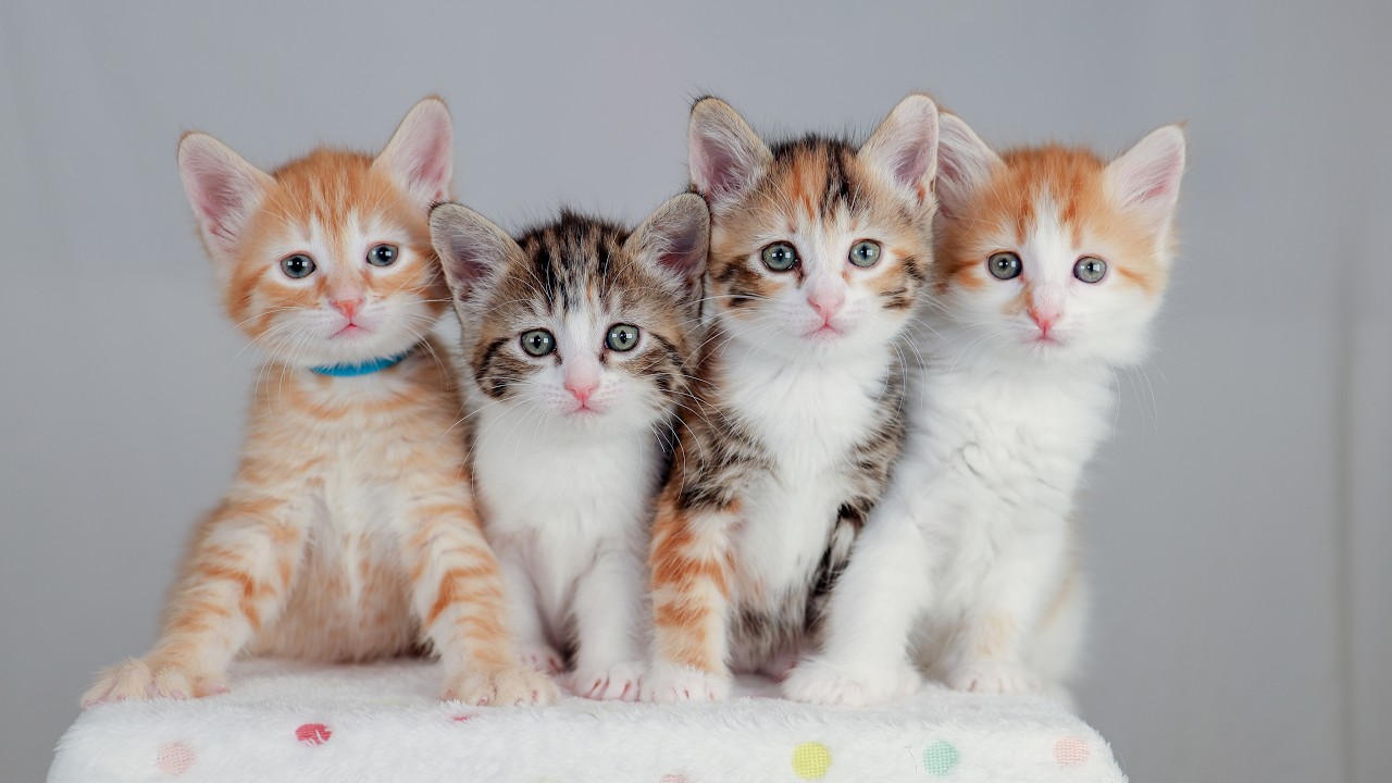 1000 panther kittens named Bob 🐾🥰