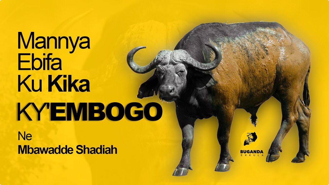 Mannya Ebifa Ku Kika Ky'Embogo Ne Mbawadde Shadiah - Buganda Ekkula