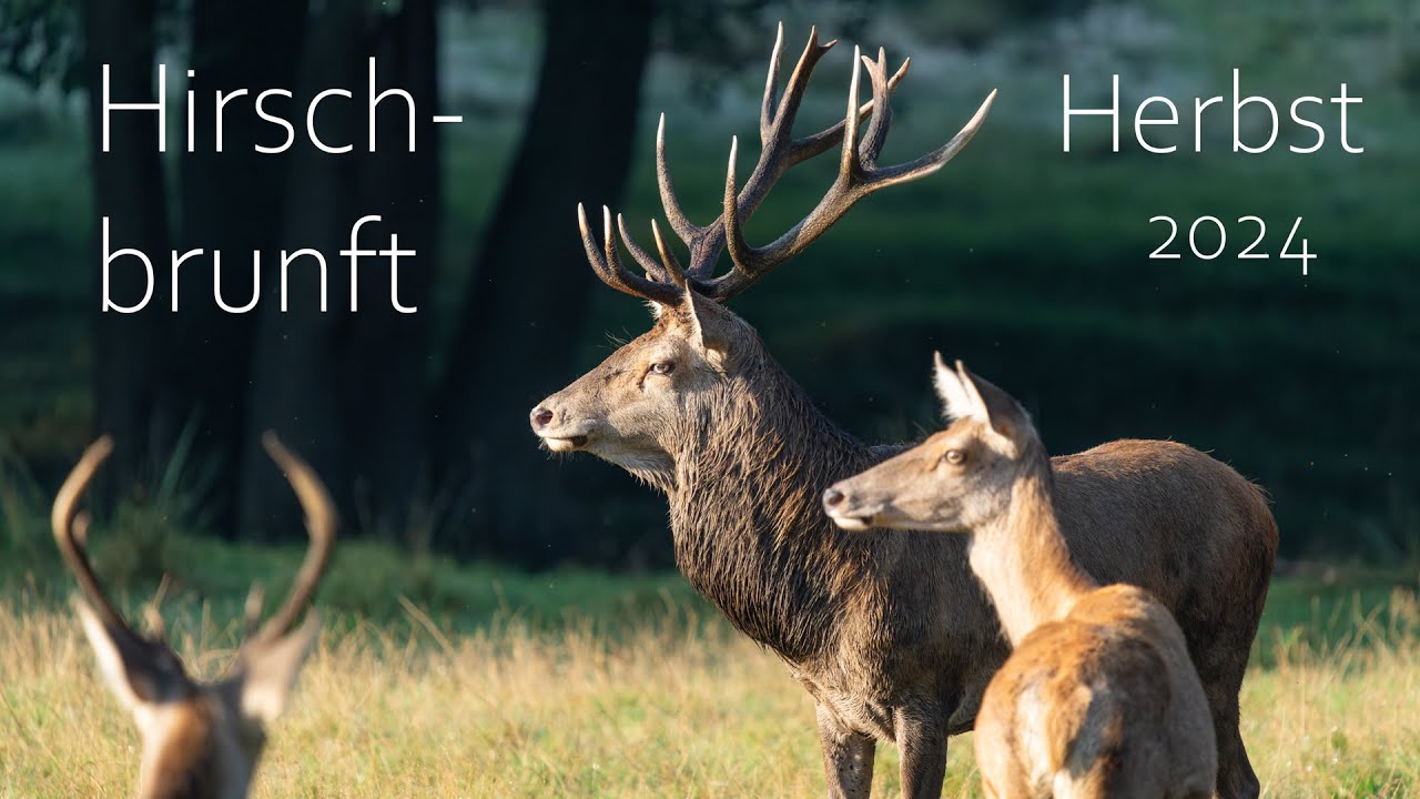 Hirschbrunft im Herbst 2024 4K