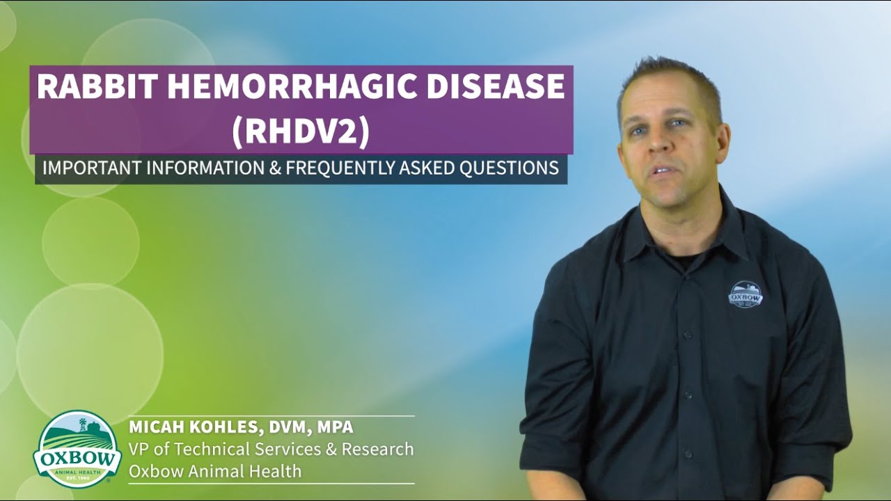 Rabbit Hemorrhagic Disease (RHDV2) – Important Information and Frequently Asked Questions