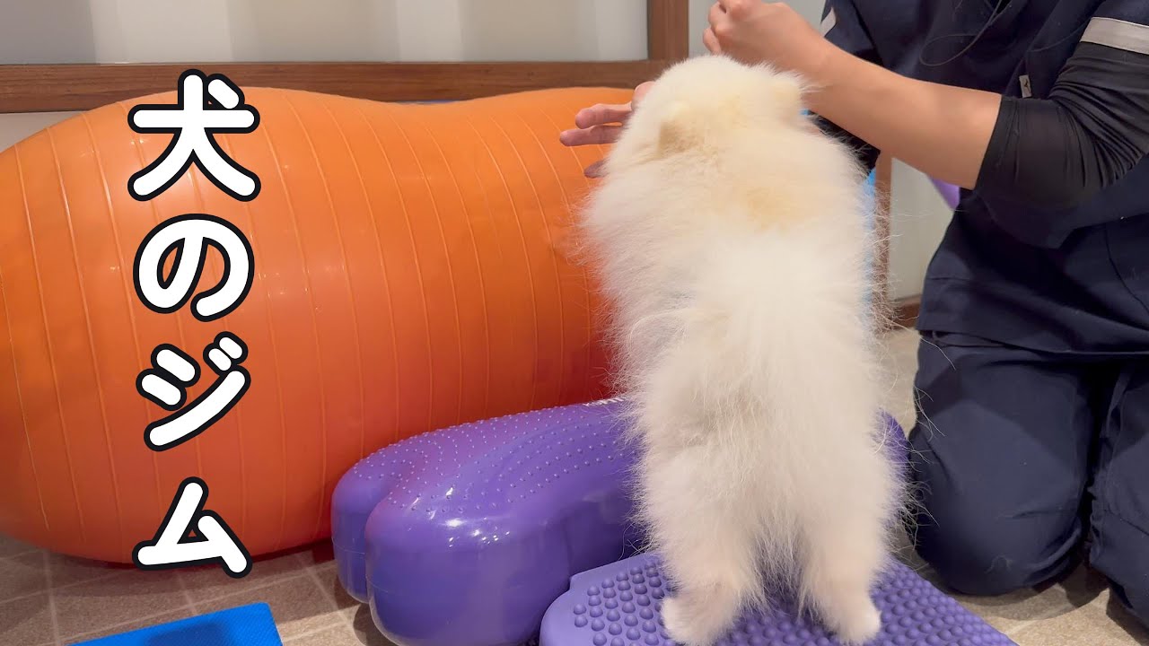 【真っ白ポメラニアン】はじめての犬ジム体験