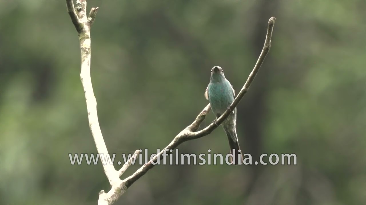 Verditer flycatcher perched on branch in forest light