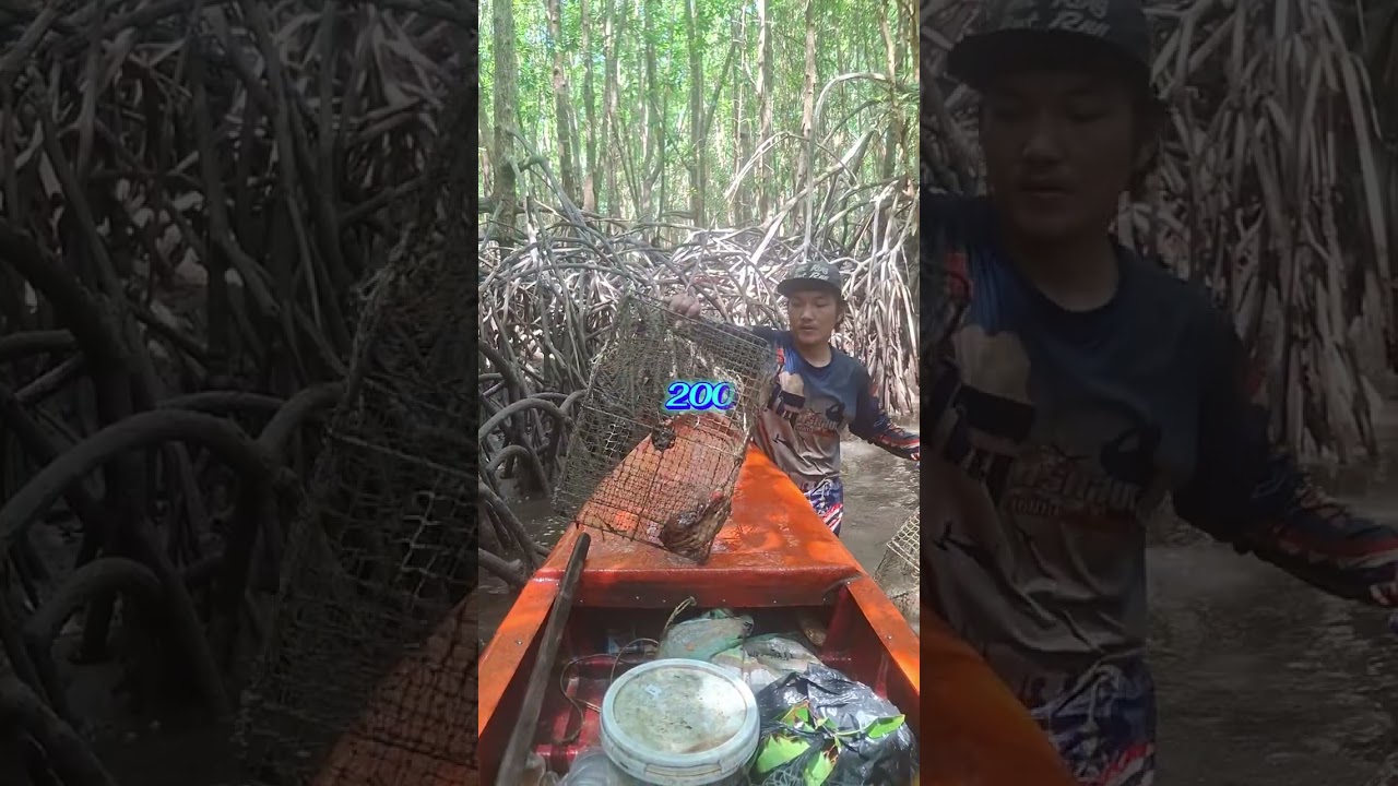 ยกลอบep92 7ค่ำ.  #หาปูในป่าชายเลน #crabhunter #viralvideo 