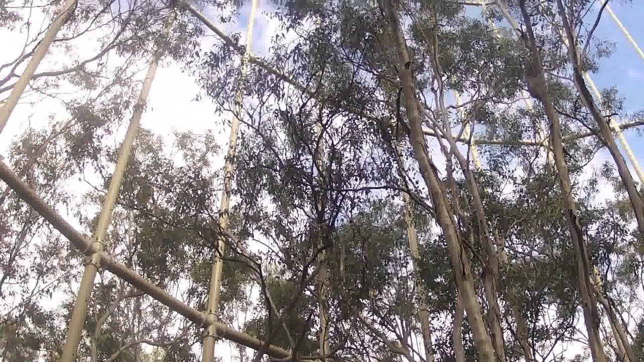 EucFACE experiment at University of Western Sydney