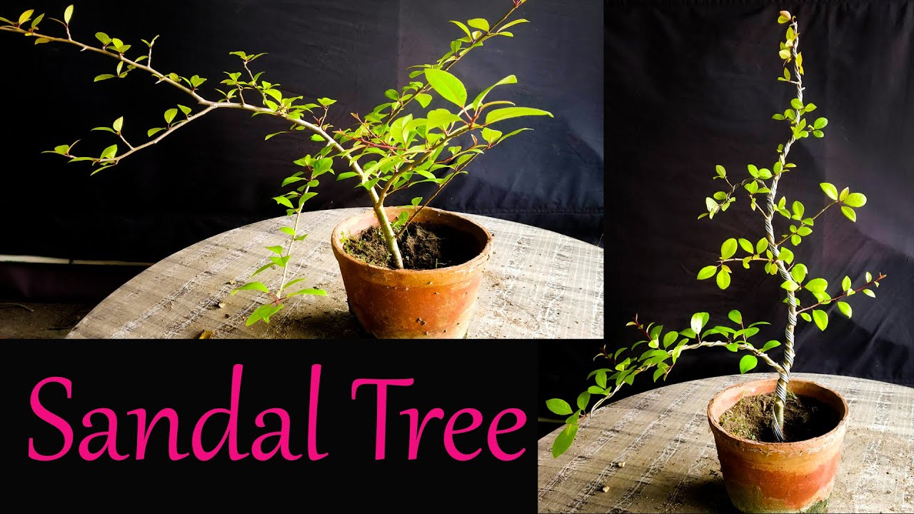 Sandalwood Tree//Samaresh Bonsai//2023//