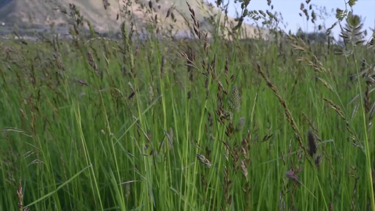 Premium Irrigated Pasture Mix