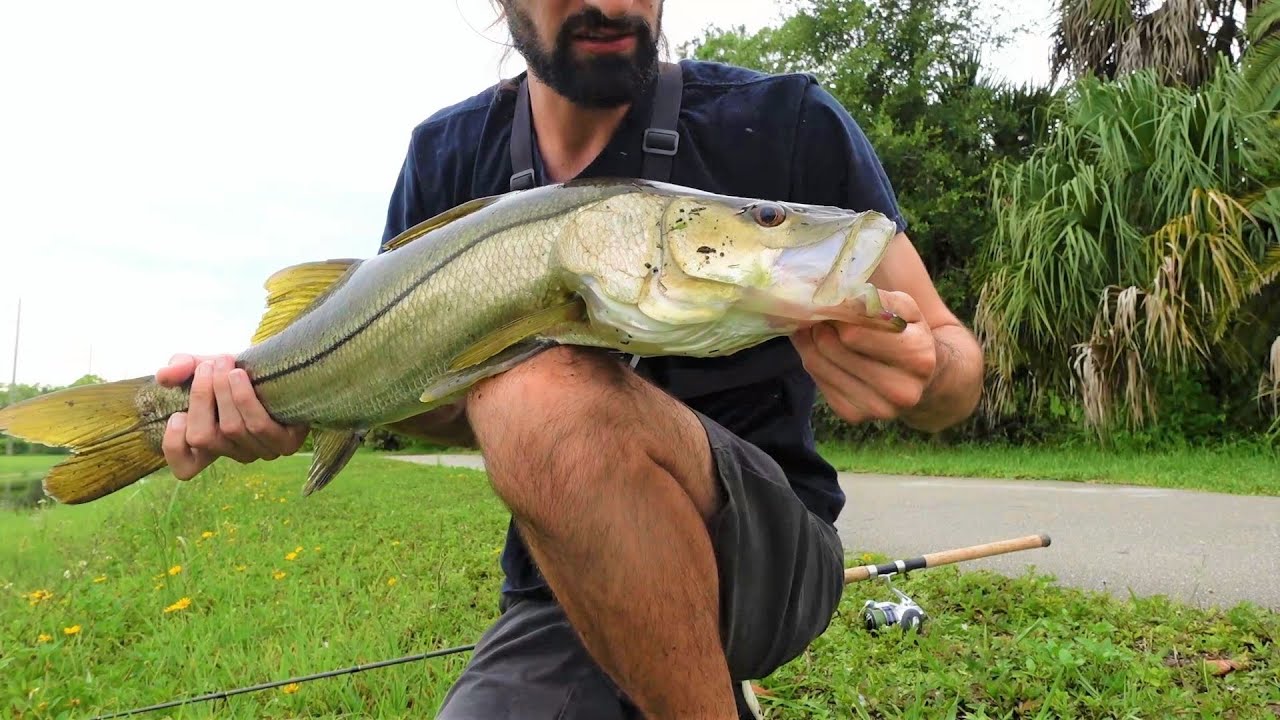 How to catch freshwater Snook in Naples Florida