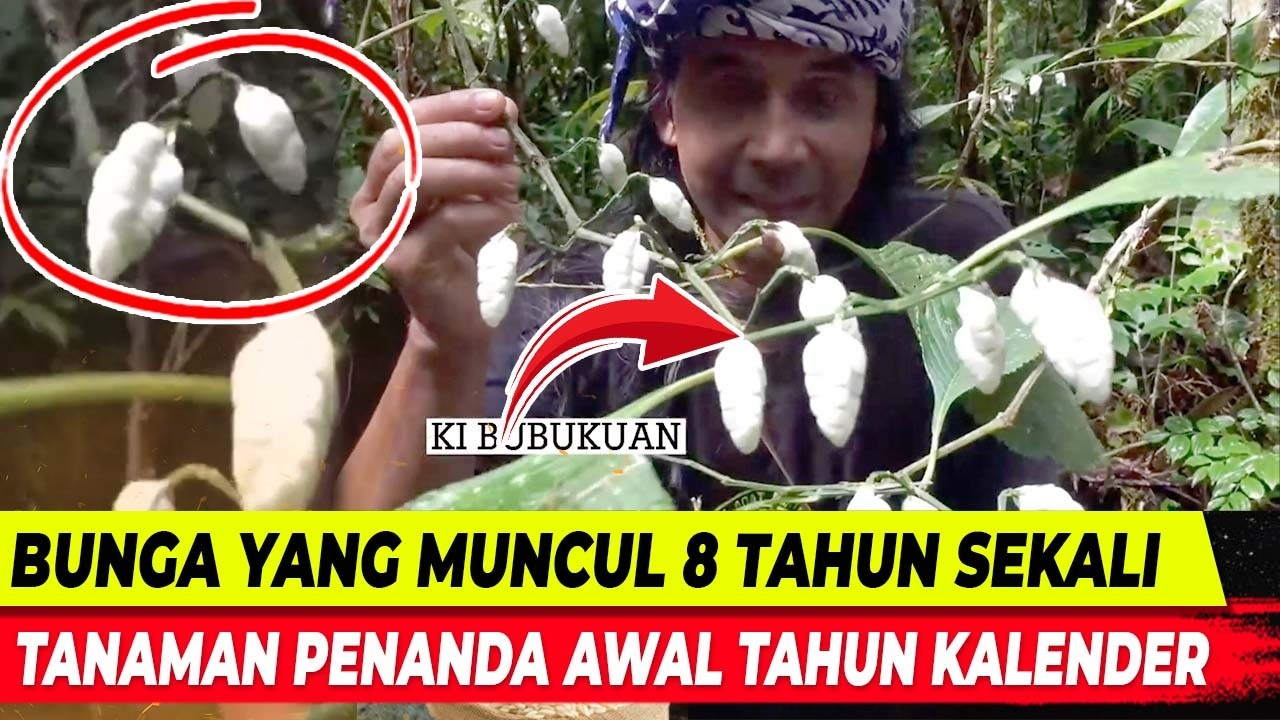 GEMPAR !!! BUNGA YANG HANYA MEKAR 8 TAHUN SEKALI DI KAMPUNG TERSEMBUNYI
