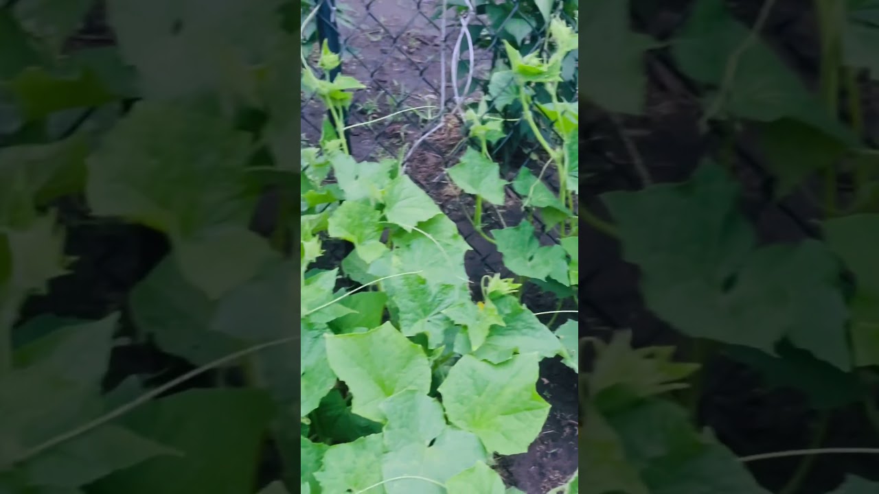 My plants