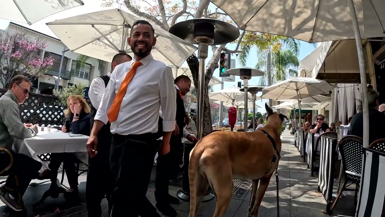 Cash 2.0 Great Dane on Rodeo Drive in Beverly Hills 66