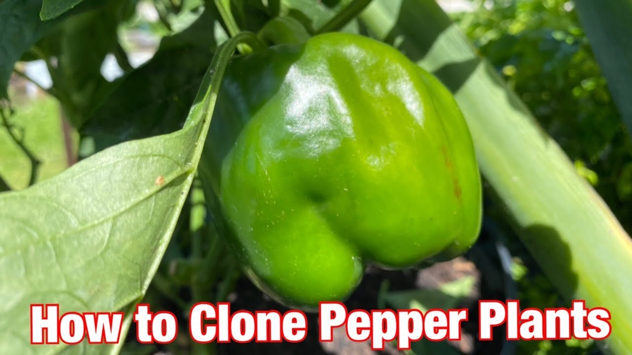 How to Clone Pepper Plants - the home gardening channel
