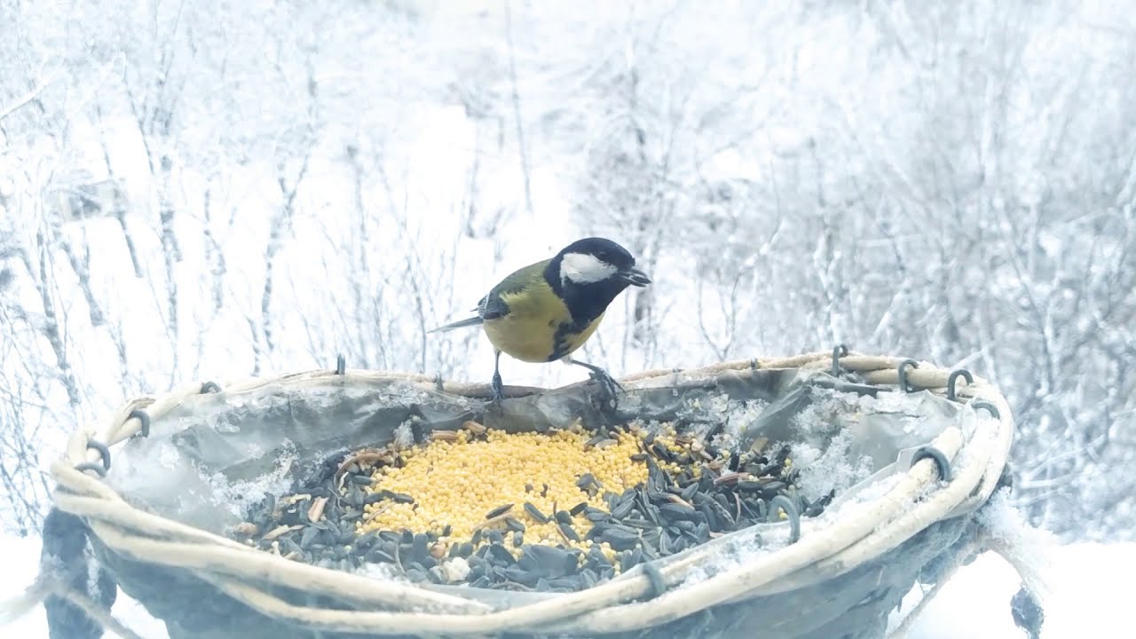Păsări sedentare iarna la hrănitoare