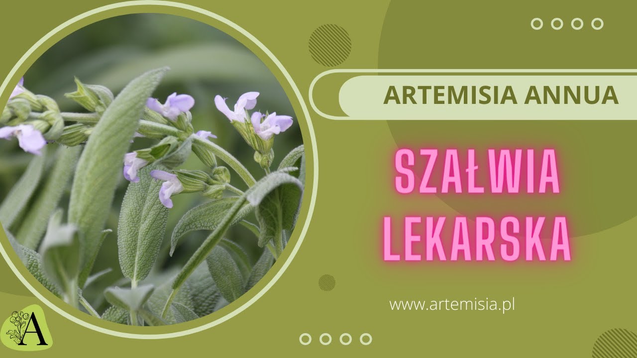 Wszystko o Szałwi lekarskiej