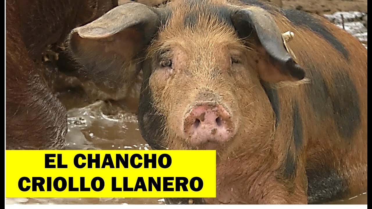 EL CERDO CRIOLLO LLANERO