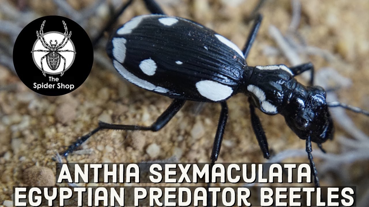 Egyptian Predator Beetles- Anthia Sexmaculata
