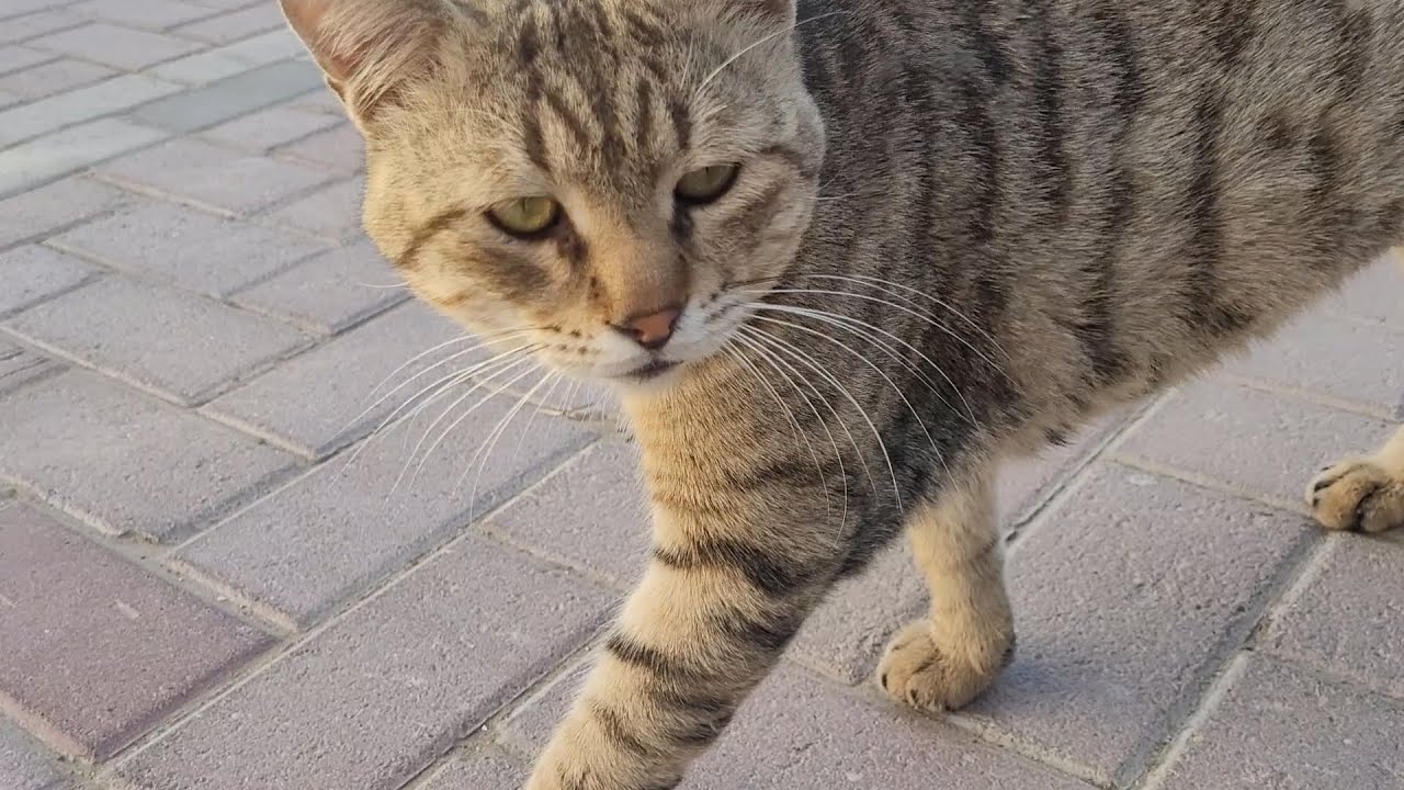 Whiskers on the Brick Path | Mochi's Curious Stroll